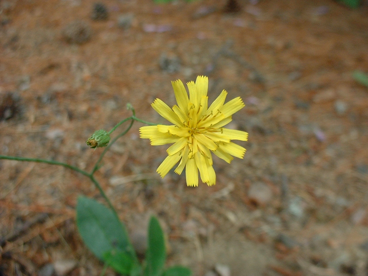 Hieracium venosum